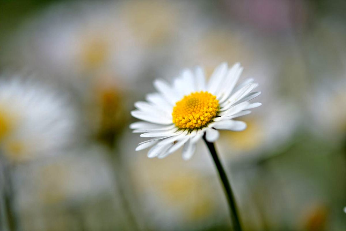 fiore di camomilla magico